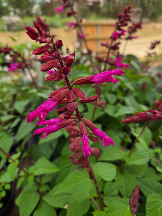Salvia hybrida --Strawberry Sage--