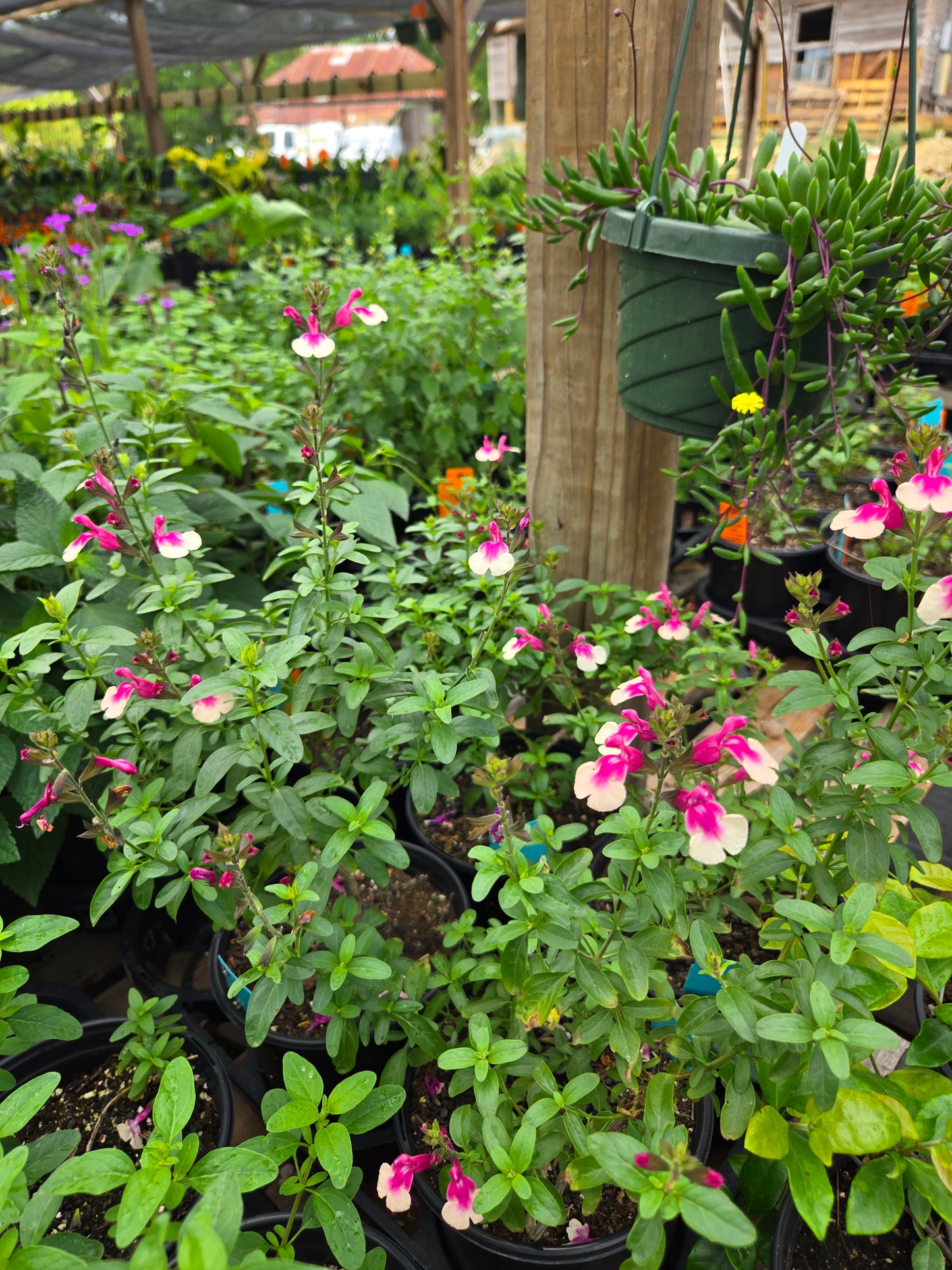 Salvia greggii --Rose and Cream Bicolor Autumn Sage--