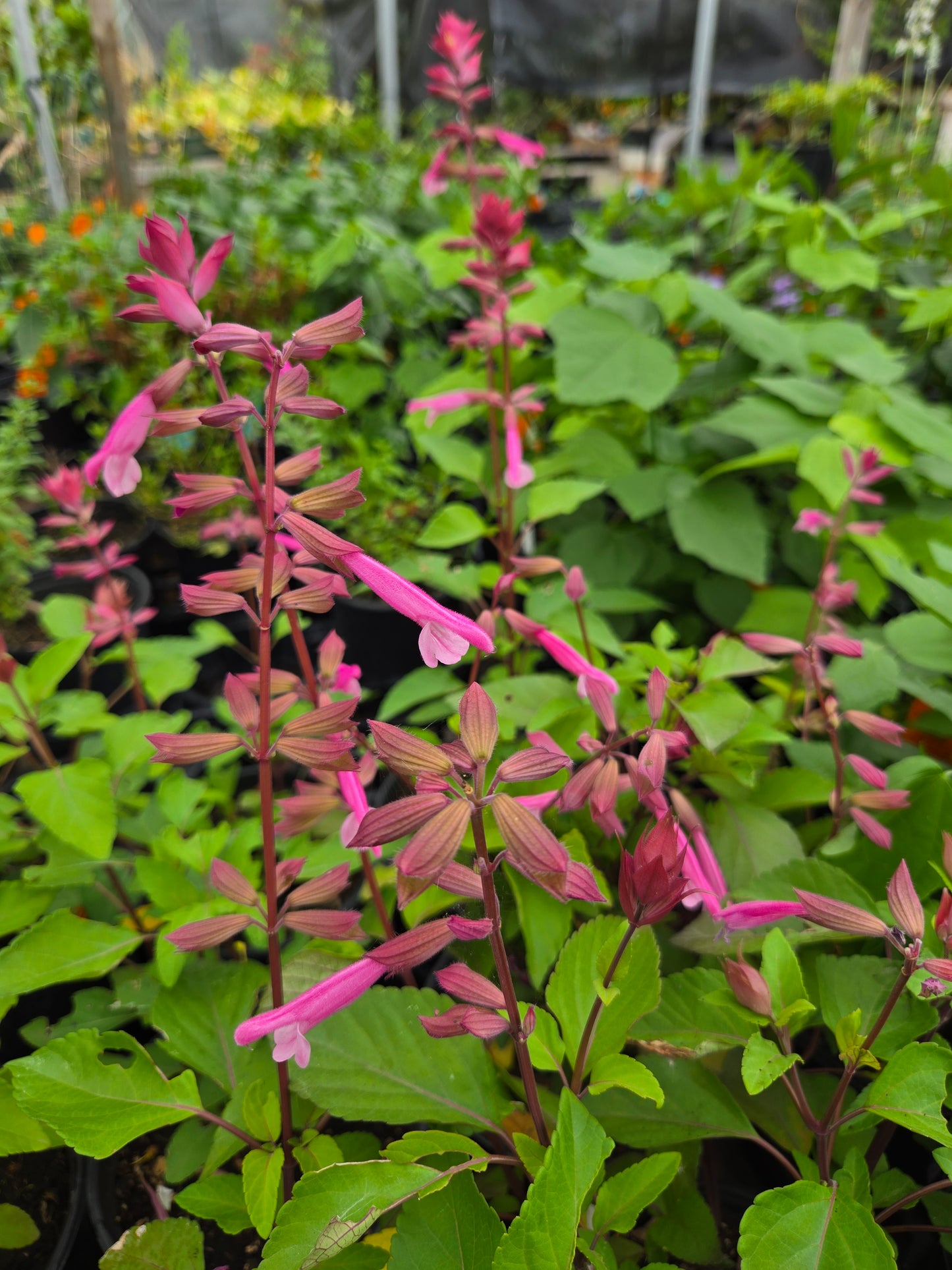 Salvia hybrida --Light Pink Sage--