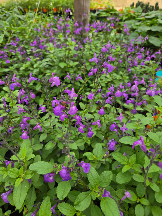 Salvia microphylla --Mesa Azure Mountain Sage--