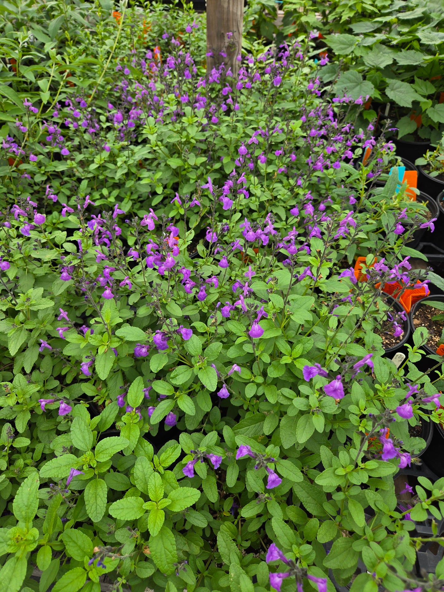 Salvia microphylla --Mesa Azure Mountain Sage--