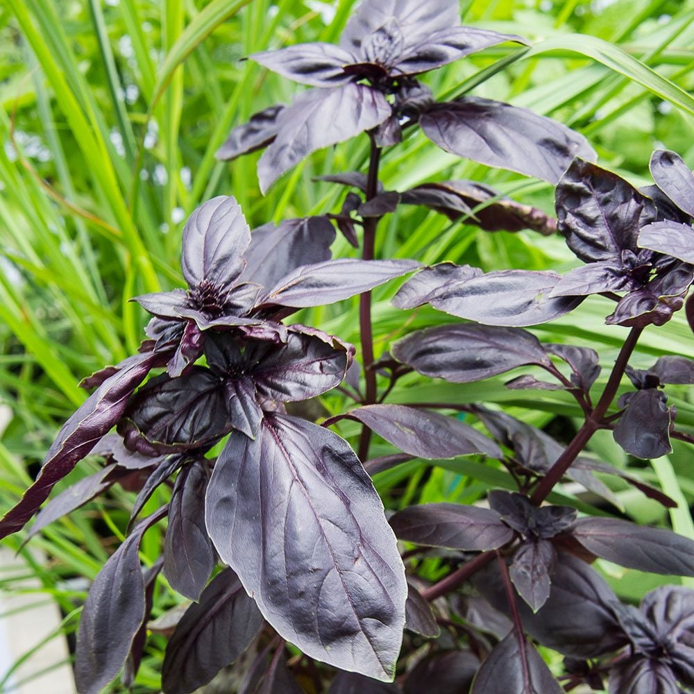 BASIL 'Red Freddy Genovese' --Ocimum basilicum--