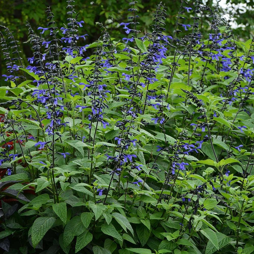 Salvia guaranitica --Black and Blue Sage--