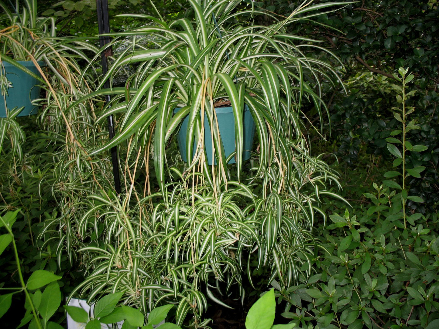 Chlorophytum comosum 'Vittatum' --Variegated Spider Plant--