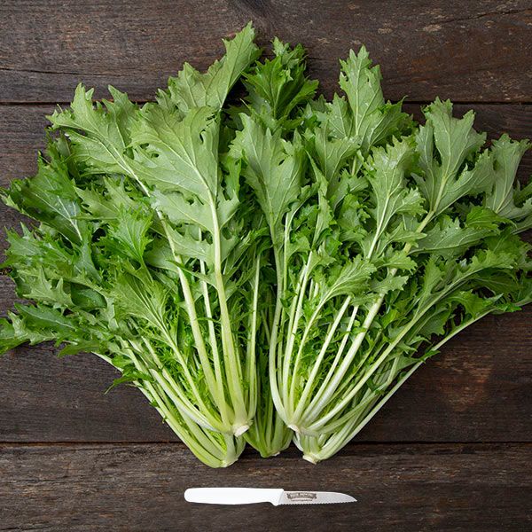 ASIAN GREENS 'Mizuna'