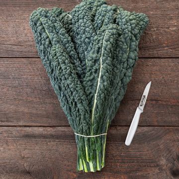 KALE 'Ebony Dinosaur'