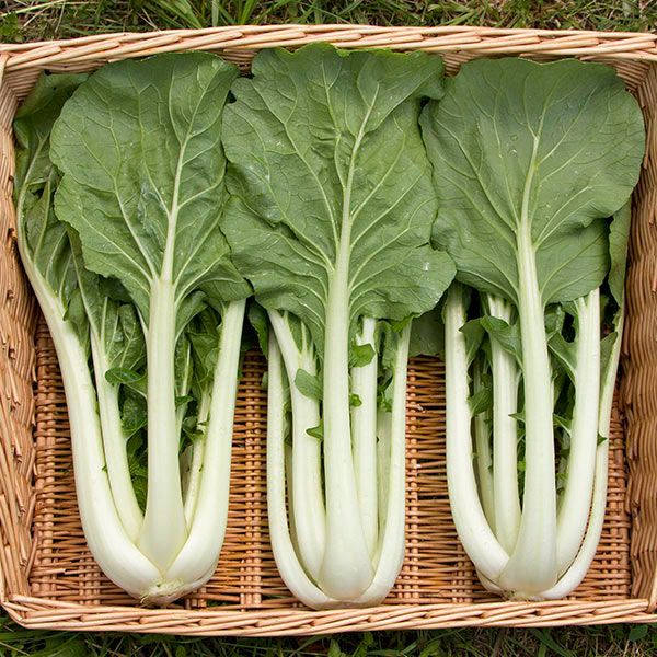 ASIAN GREENS 'Prize Pac Choy'