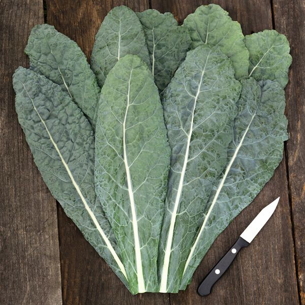 KALE 'Lacinato Dinosaur'