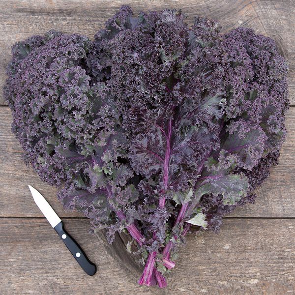 KALE 'Scarlet'