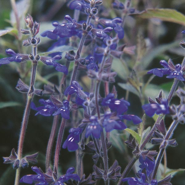 Salvia sinaloensis --Sinaloan Sage--