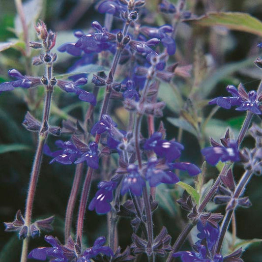 Salvia sinaloensis --Sinaloan Sage--