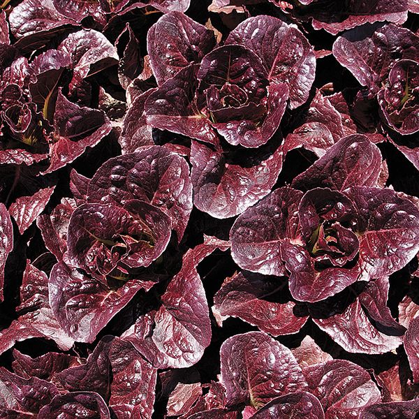 LETTUCE 'Pomegranate Crunch'