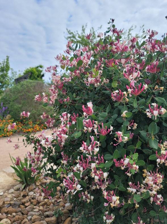 Lonicera x. americana --Pam's Pink Honeysuckle--