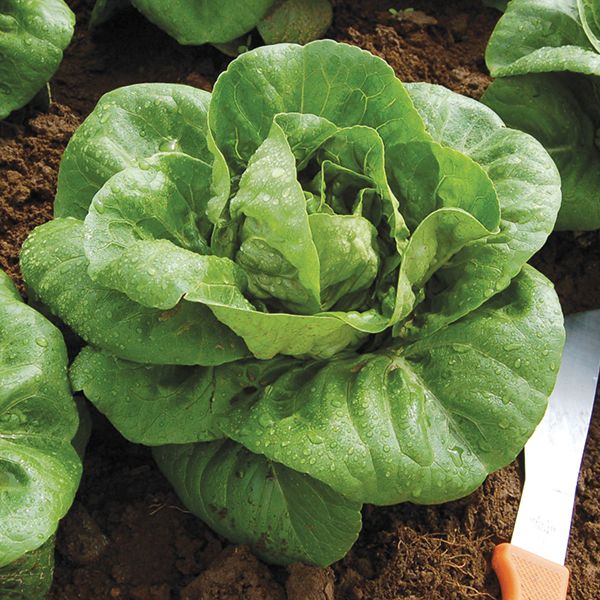 LETTUCE 'Spretnak'
