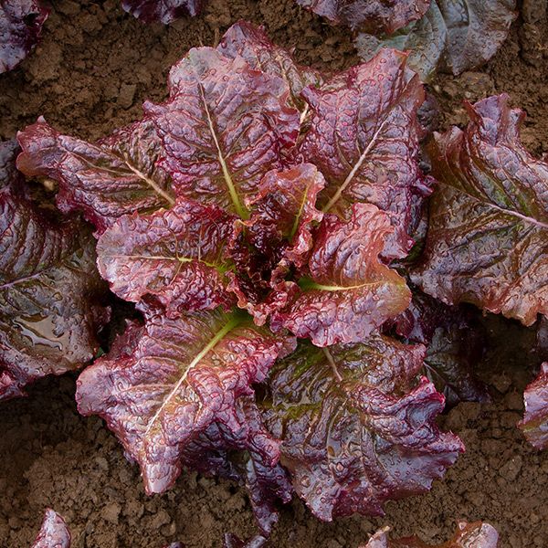 LETTUCE 'Outredgeous'