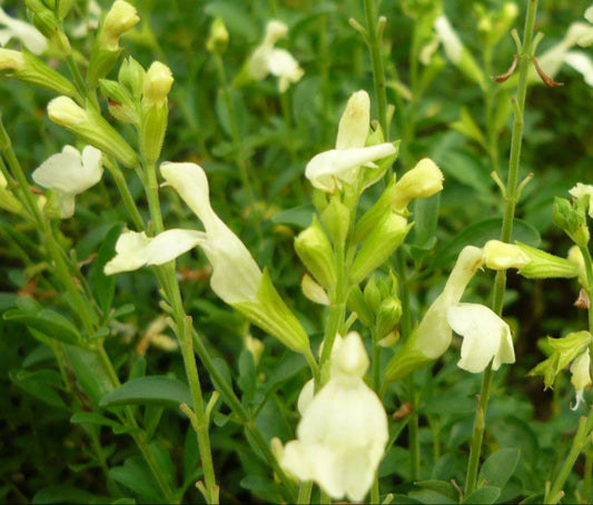 Salvia greggii --Moonglow Autumn Sage--