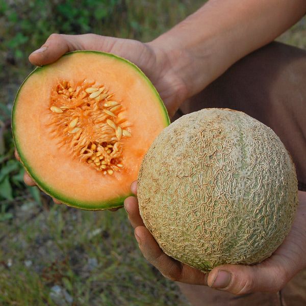 MELON 'Delicious 51 Cantaloupe'