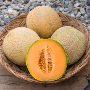 MELON 'Sivan'