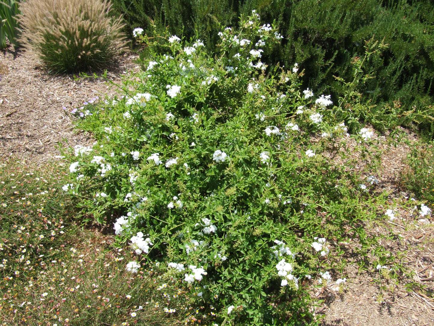 Plumbago scandens --Doctorbush--