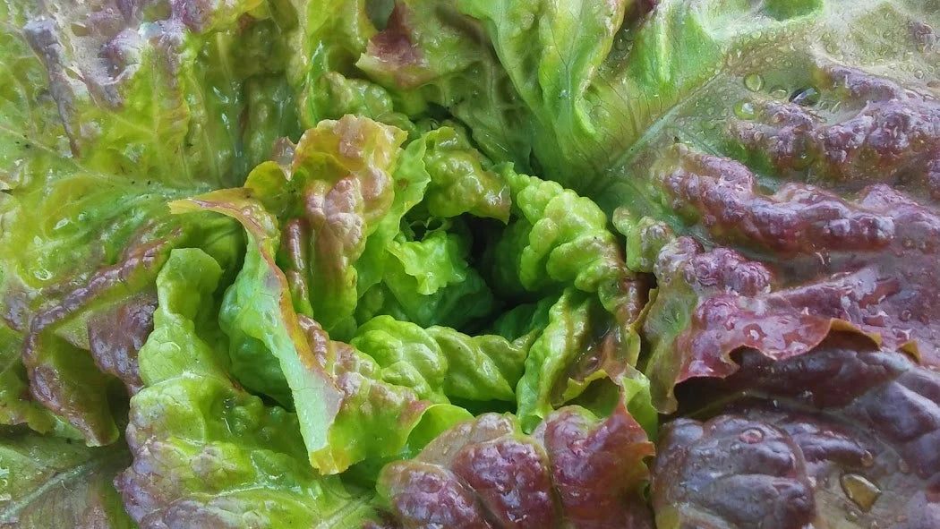 LETTUCE 'Carmona Red'