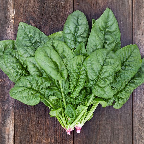 SPINACH 'Bloomsdale Longstanding'