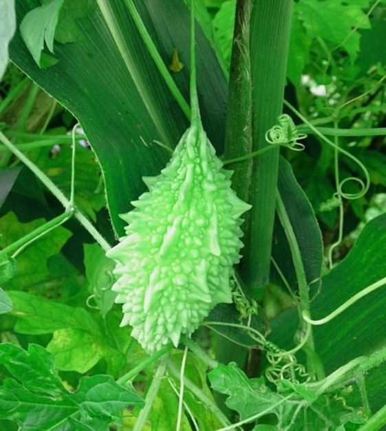 EDIBLE GOURD 'Abashi Bitter Melon' --Lagenaria siceraria--