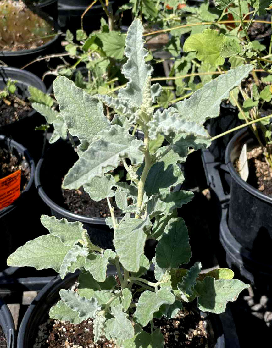 Sphaeralcea ambigua --Fuzzy Apricot Globemallow--