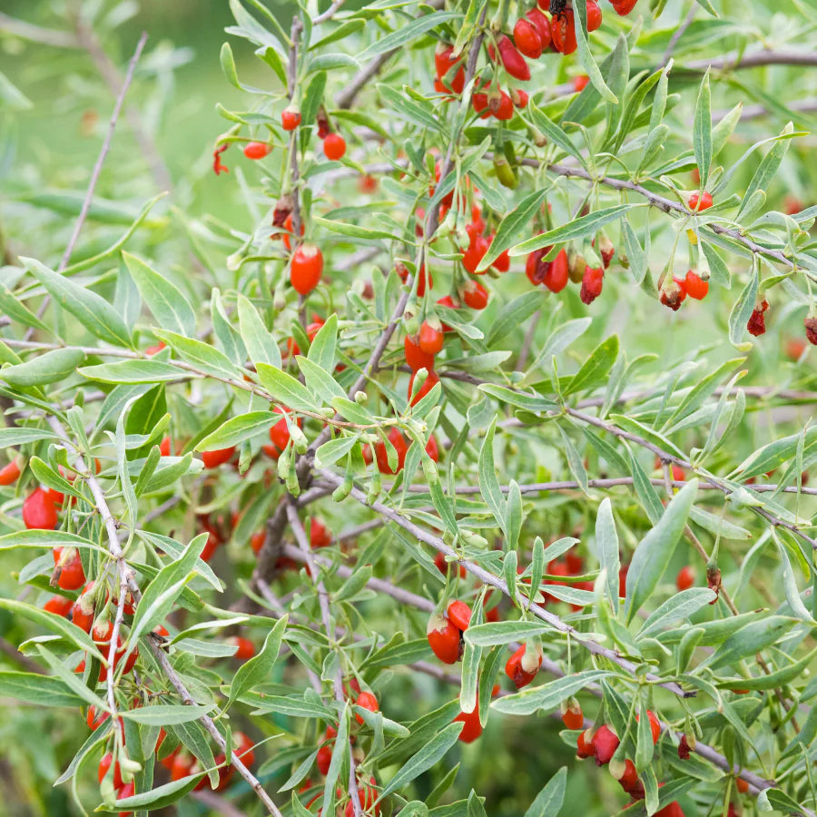 GOJI BERRY --Lycium barbarum--