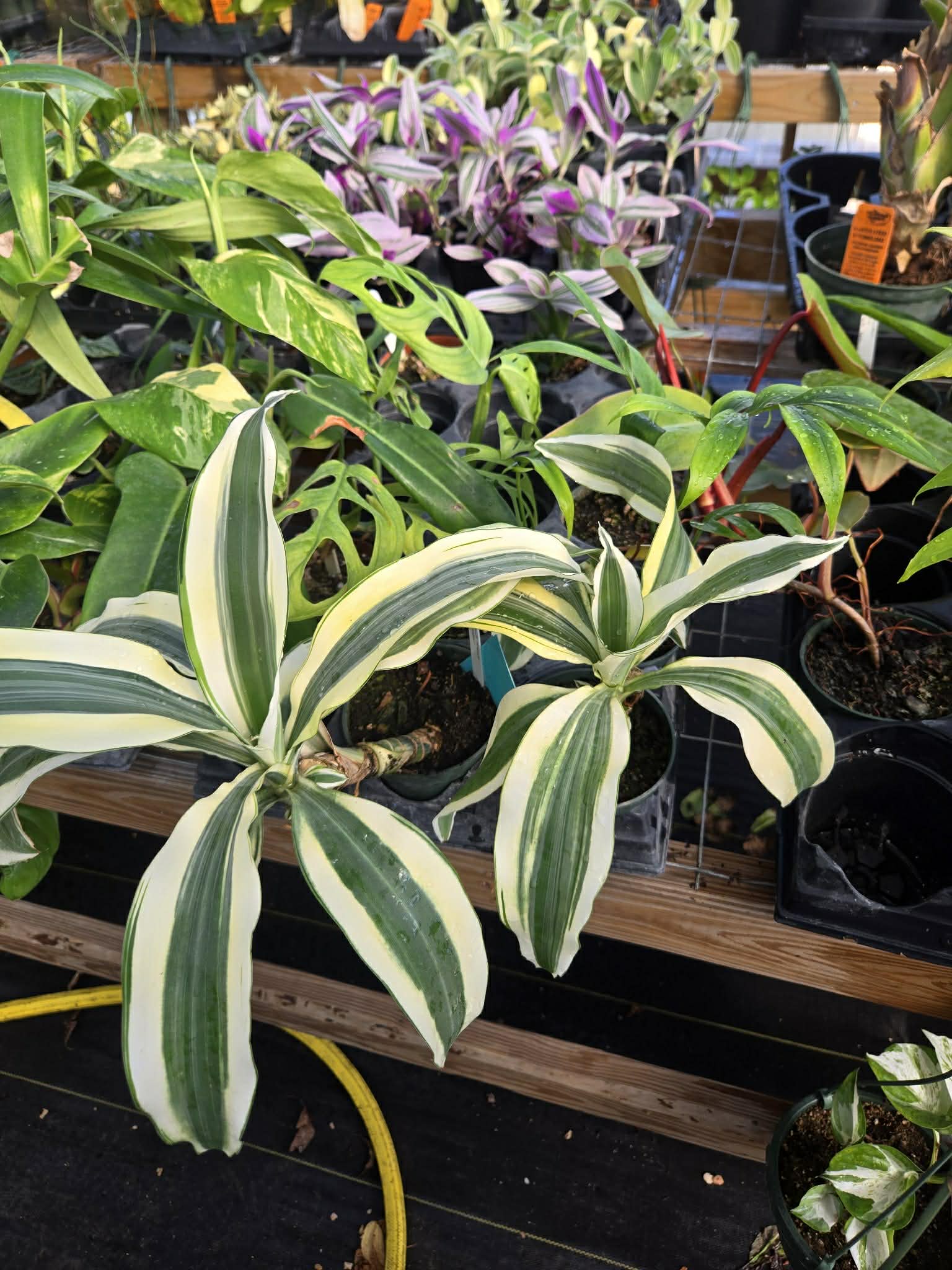 Dracaena fragrans 'White Aspen'
