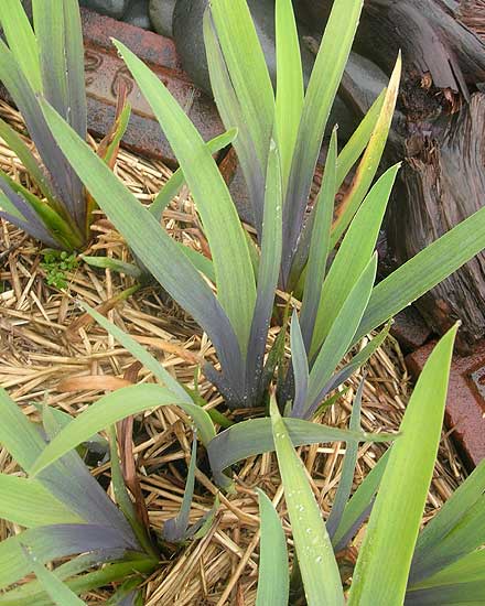 Iris germanica --Sunset Sky Bearded Iris--