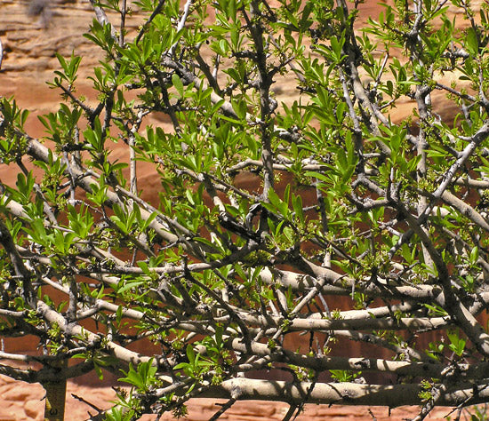 Forestera pubescens --Elbow Bush--