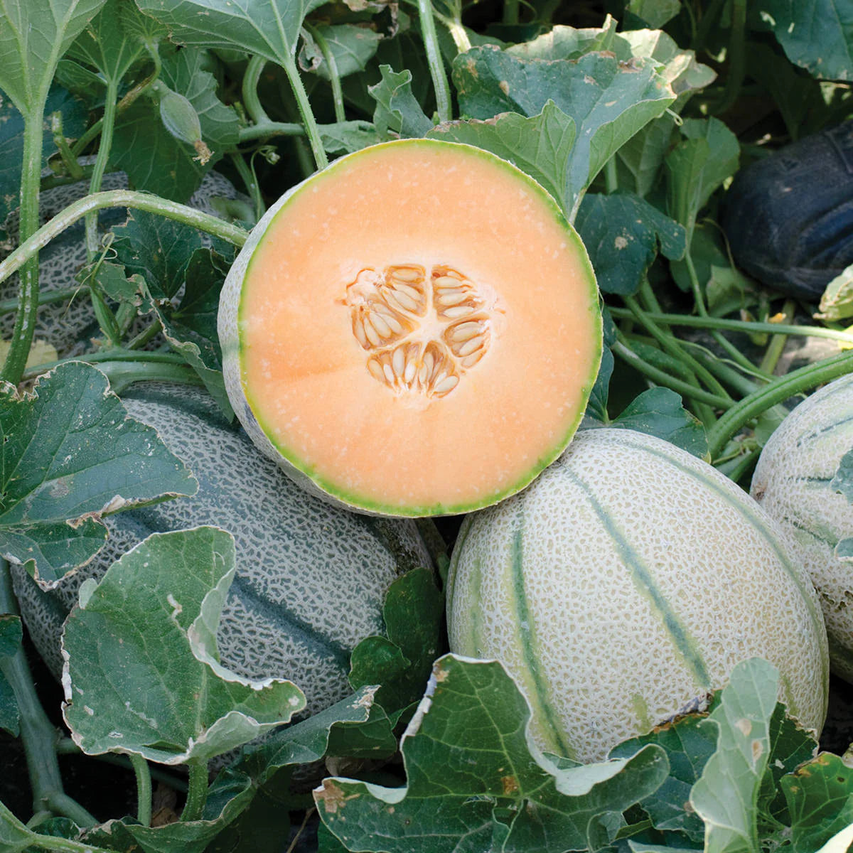 MELON 'Napoli Tuscan'