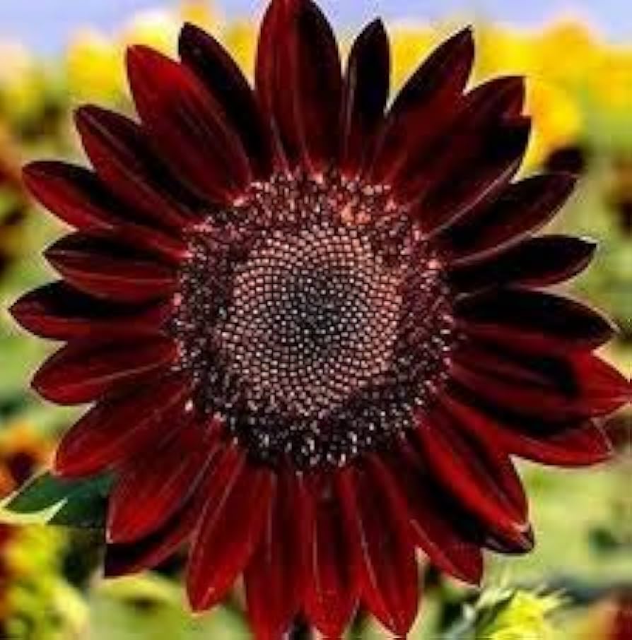 SUNFLOWER 'Velvet Queen'