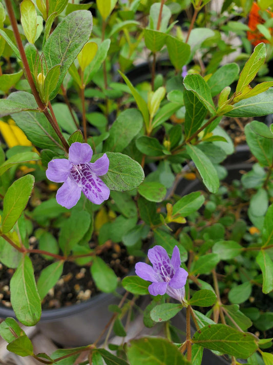 Dyschoriste linearis --Wide Leaf Snake Herb--
