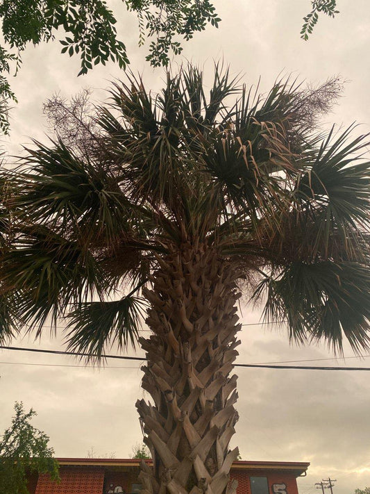 Sabal mexicana --Texas Palmetto--