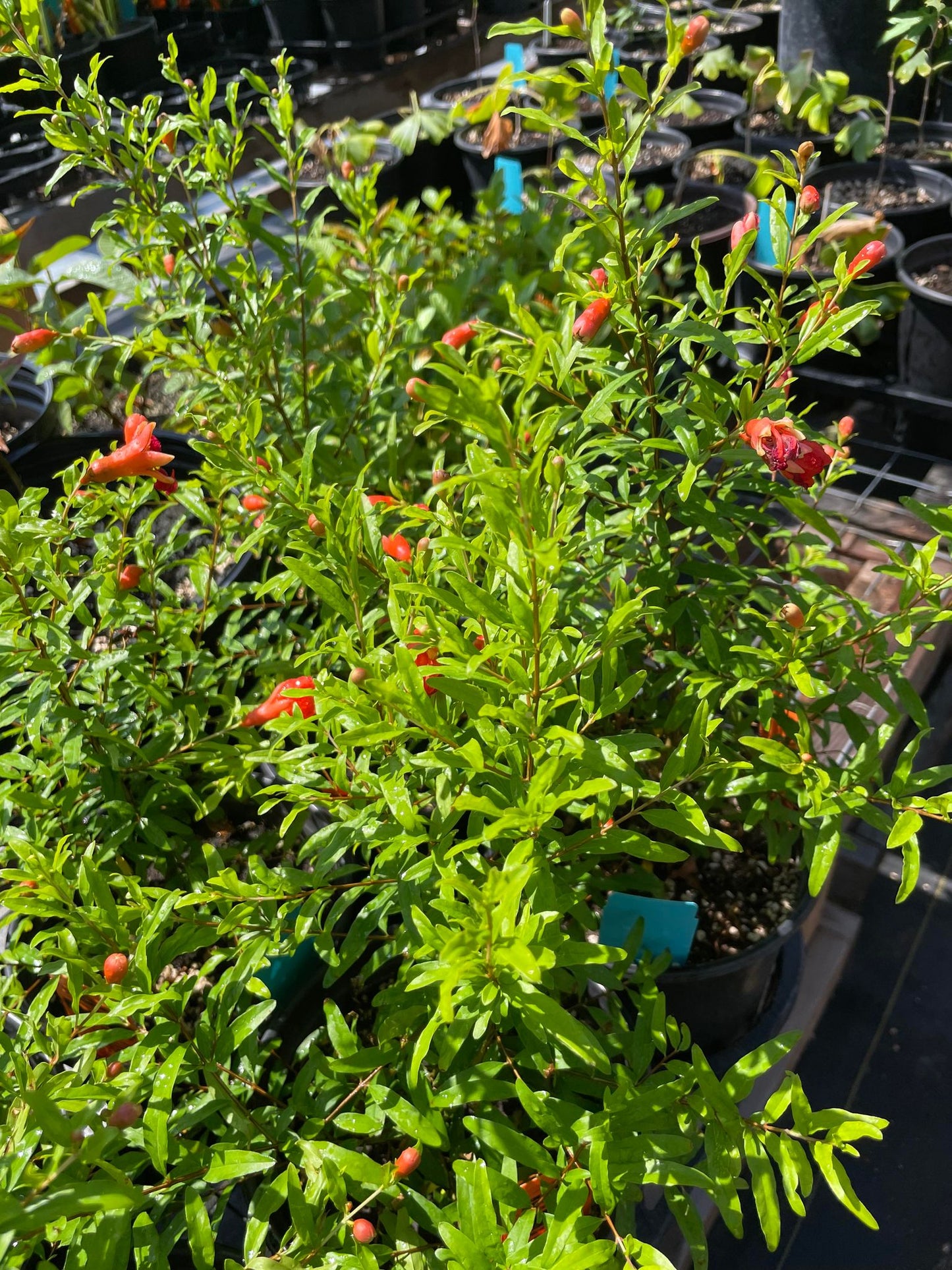 POMEGRANATE 'Dwarf' --Punica granatum v. nana--