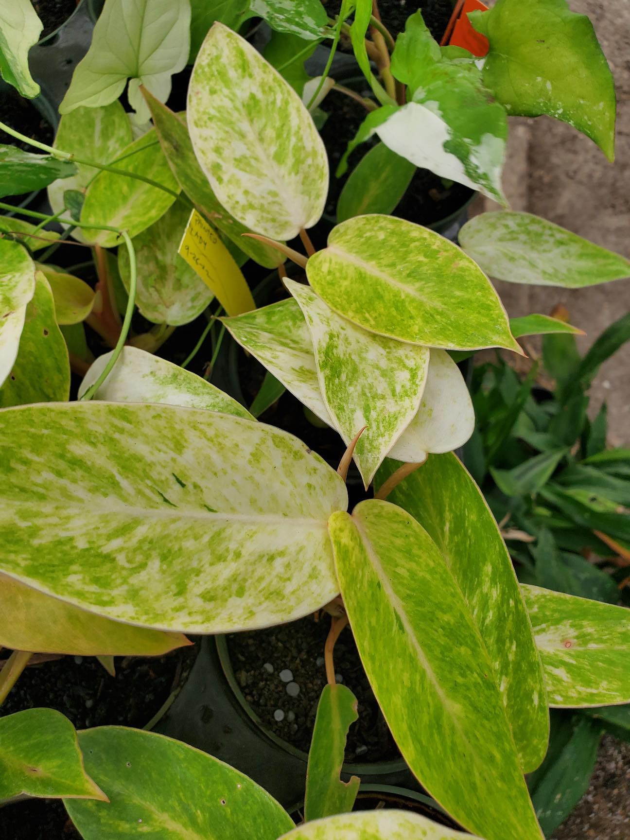 golden erubescens philodendron Philodendron erubescens 'Painted Lady'