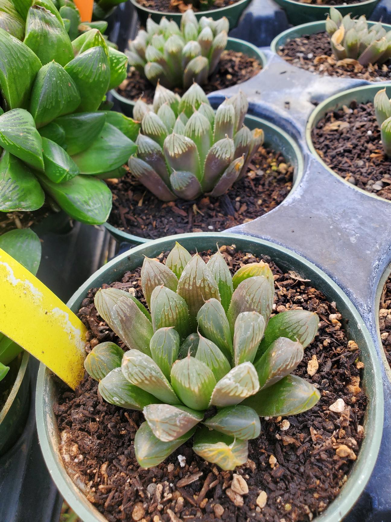 haworthia obtusa 'crystal' light blue transparent succulent Haworthia obtusa 'Purple'