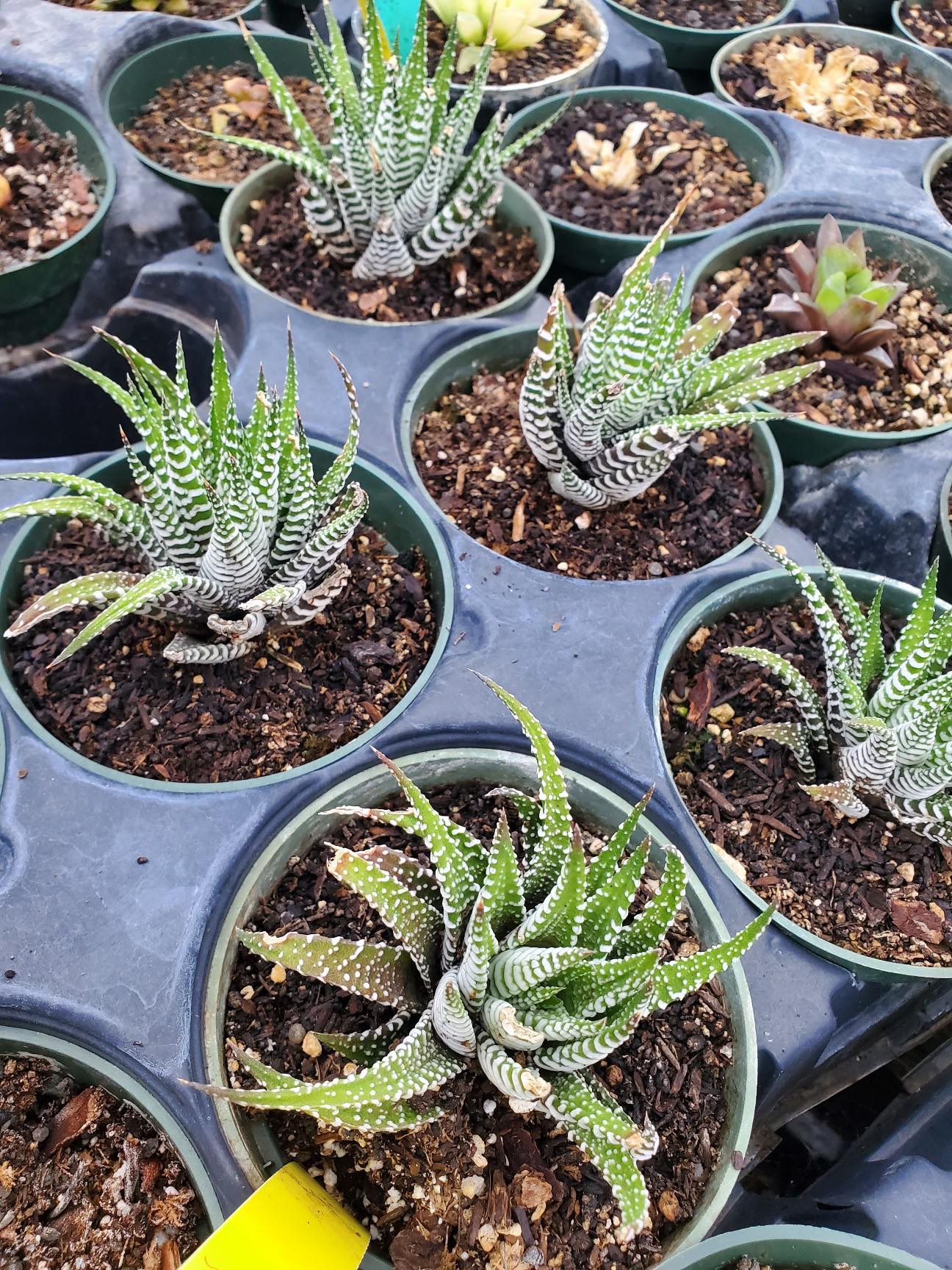 Haworthiopsis attenuata --Big Band Zebra Plant--