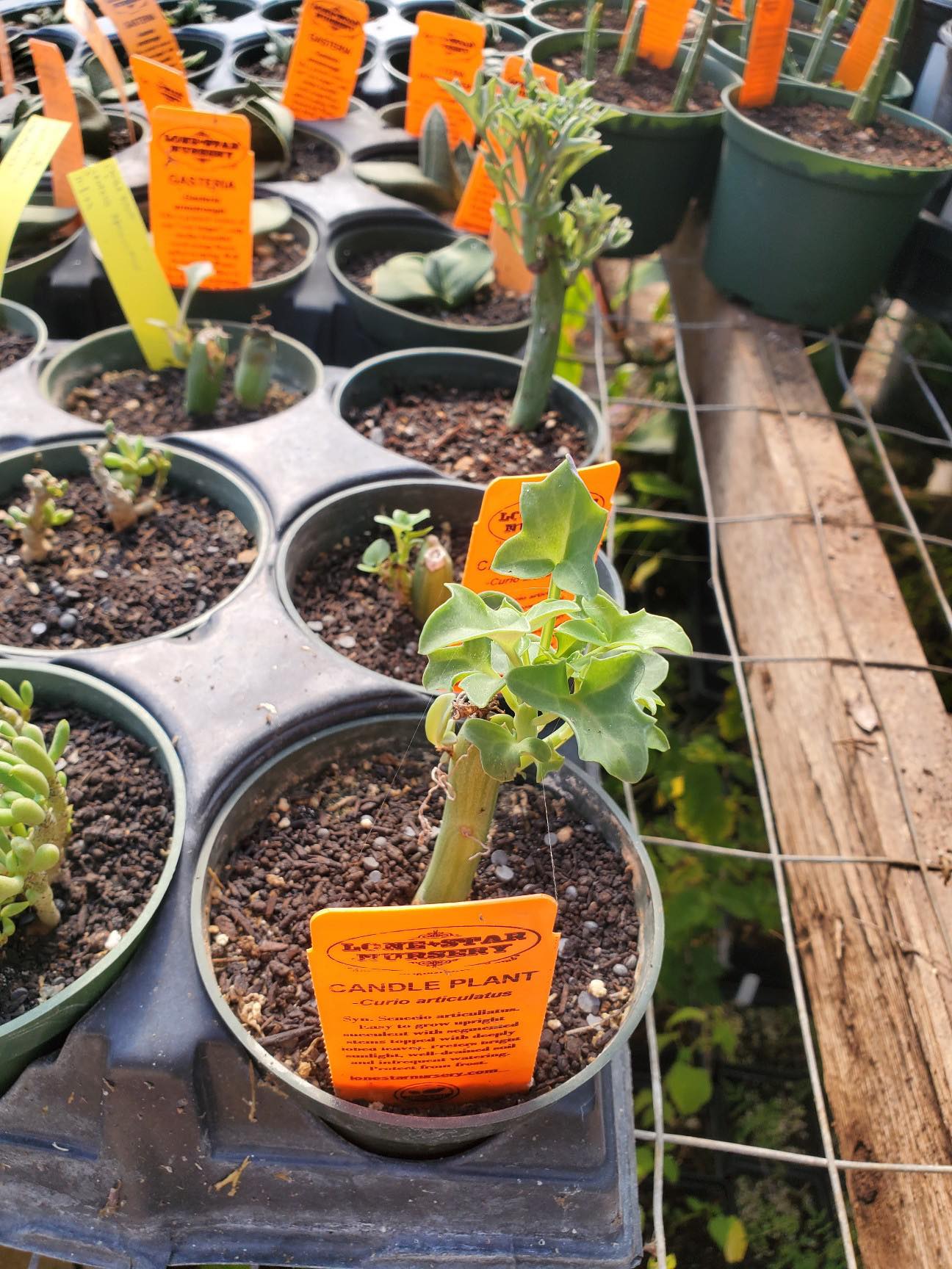 Curio articulatus --Candle Plant--