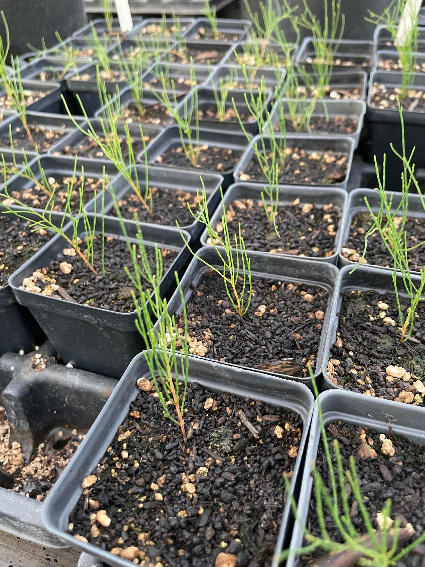 Casuarina equisetifolia --Australian Pine--