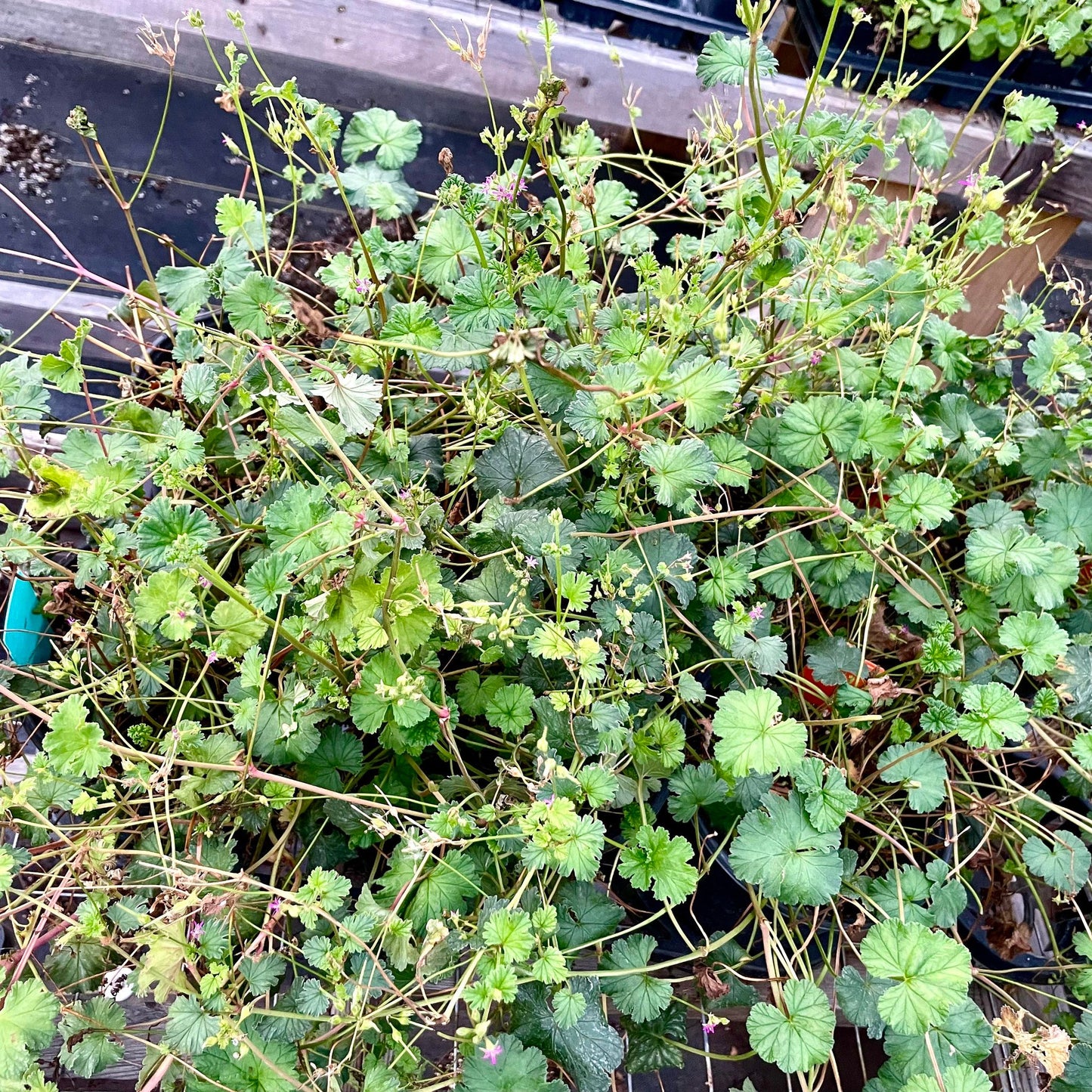 GERANIUM 'Coconut' --Pelargonium grossularioides--
