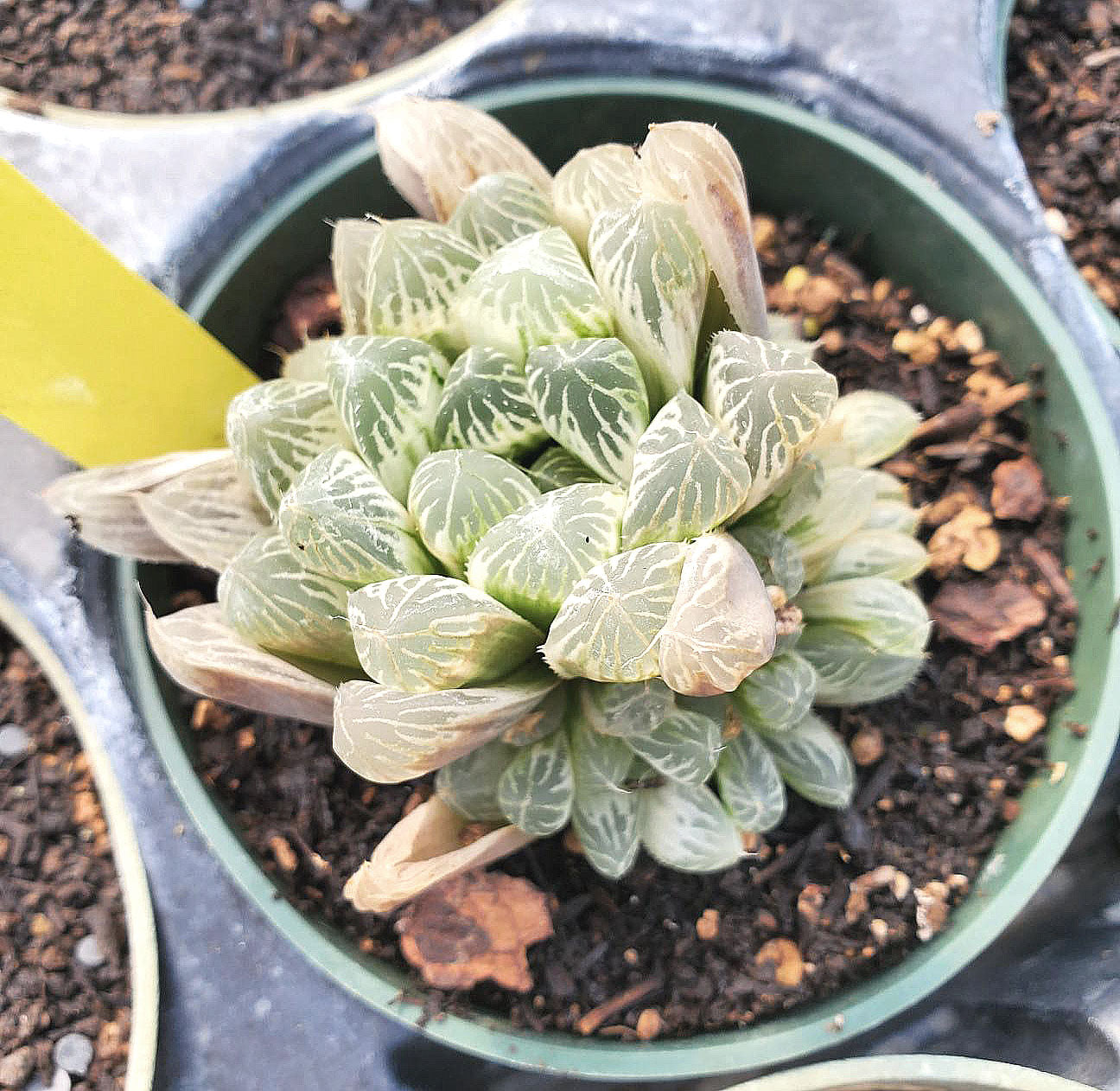 Haworthia cooperi v. pilifera 'Silver Swirl'