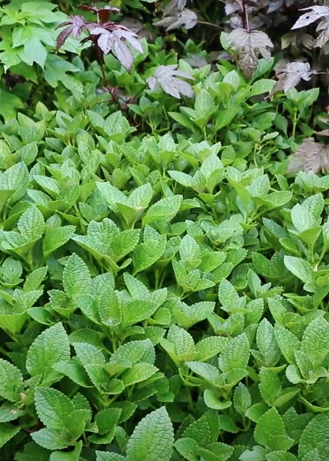 AFRICAN POTATO MINT --Plectranthus bellus--