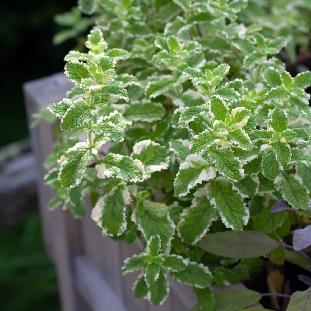 buy pineapple mint plant MINT 'Pineapple' --Mentha suaveolens 'Variegata'--