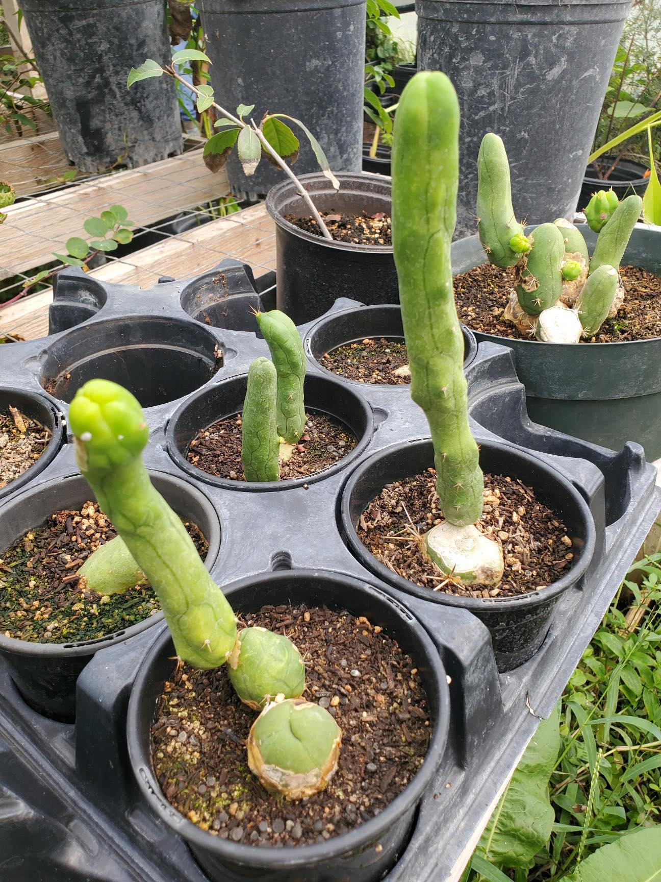 san pedro monstrose cactus Trichocereus bridgesii 'Monstrose' --Penis Cactus--