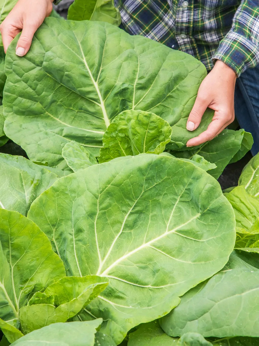 KALE 'Portuguese'