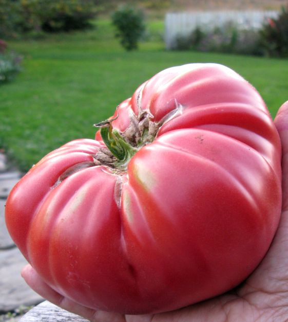 TOMATO 'Brandywine'