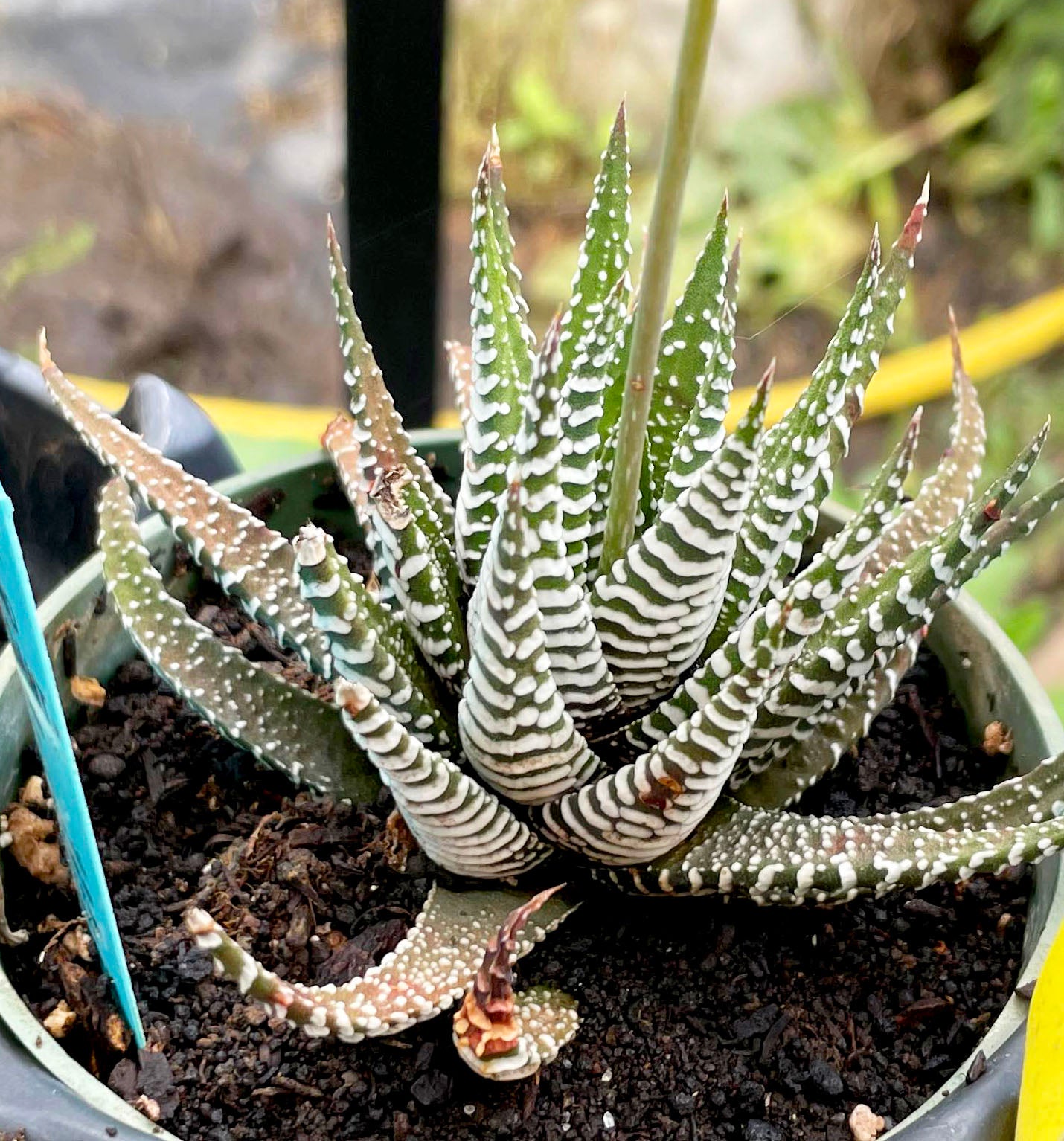 Haworthiopsis attenuata --Big Band Zebra Plant--