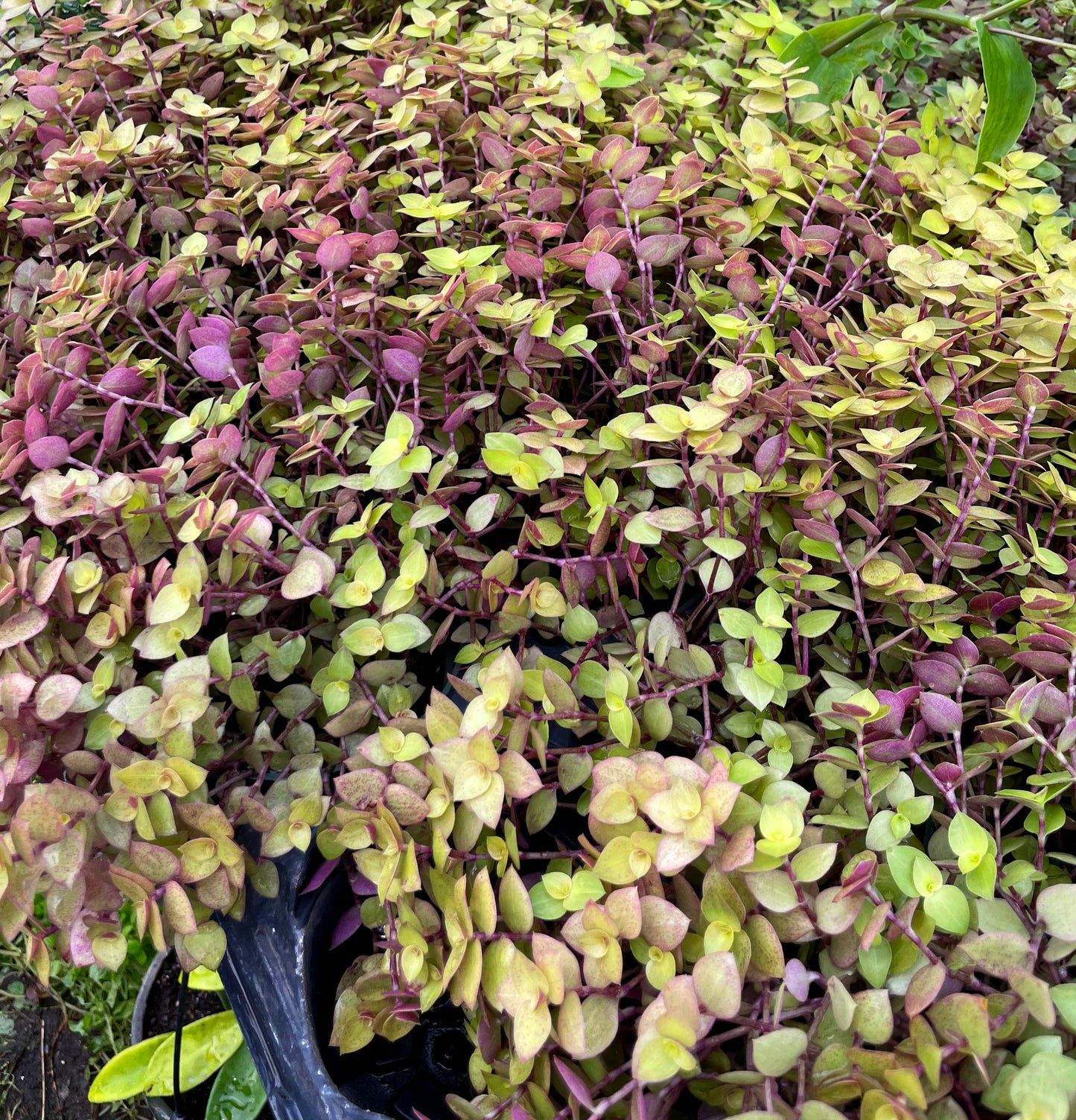Callisia repens --Gold Turtle Vine--